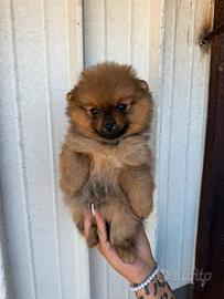 Spitz pomerania toy