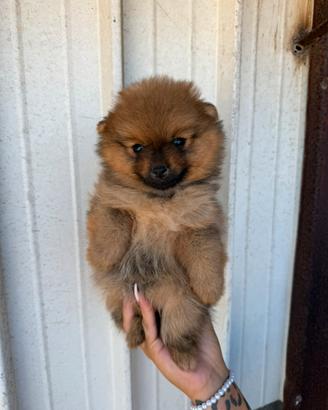 Spitz pomerania toy