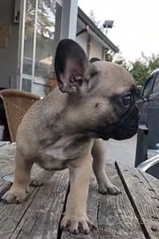 Cuccioli bulldog francese