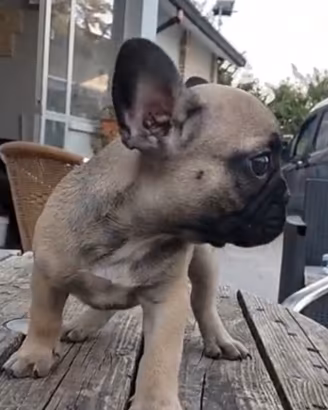 Cuccioli bulldog francese