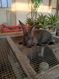 Coniglietta incrocio gigante delle fiandre