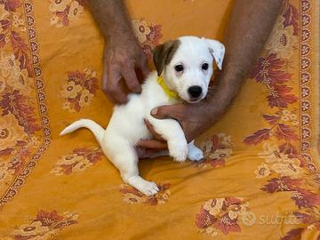 Cuccioli jack russel  terrier