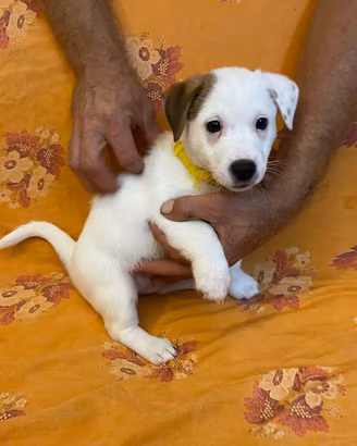 Cuccioli jack russel  terrier
