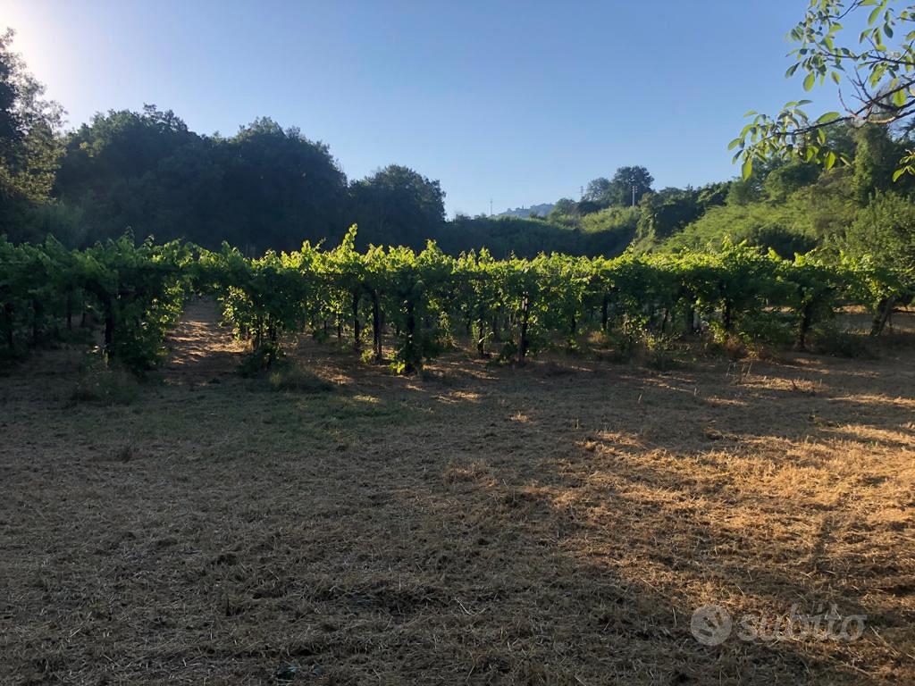 Terreno agricolo - Vista 2