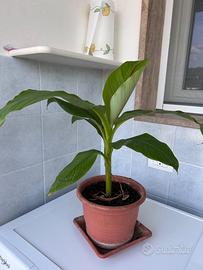 Pianta Banano giapponese