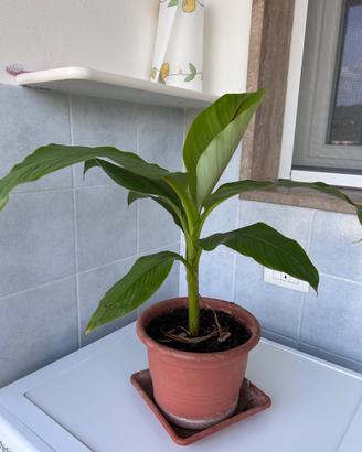 Pianta Banano giapponese