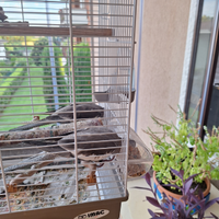 Animali di compagnia