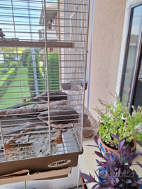 Animali di compagnia