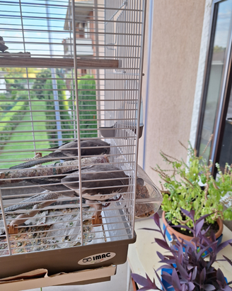 Animali di compagnia