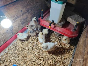 Pulcini marans brahma moroseta