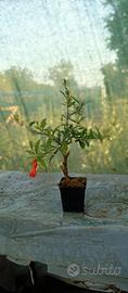 prebonsai di melograno 