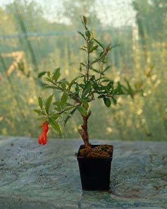 prebonsai di melograno 