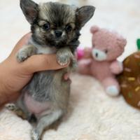 Chihuahua femmina