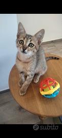 Gattino Giona