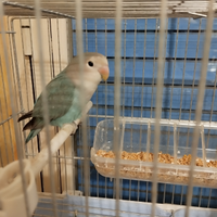 Pappagallo Inseparabile