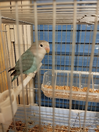 Pappagallo Inseparabile