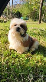 Cucciolo maschio di shihtzu