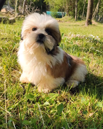 Cucciolo maschio di shihtzu