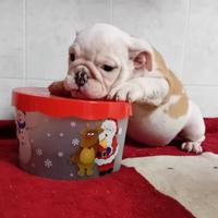 Cuccioli di Bulldog inglese