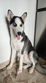 Cane bello