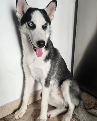 Cane bello