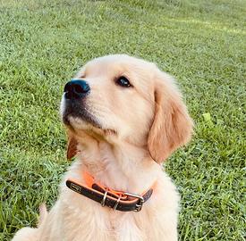 Cucciole di golden retriever