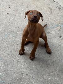 Cuccioli Pitbull