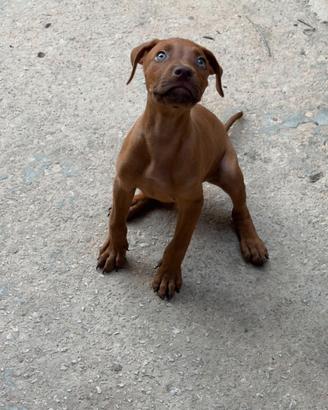Cuccioli Pitbull
