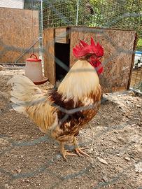 Gallo