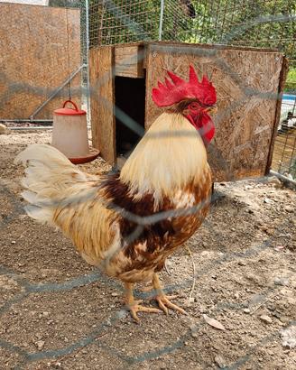 Gallo