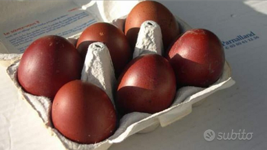 Gallo Marans blu ramato uova cioccolato