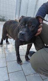 Pitbull in adozione