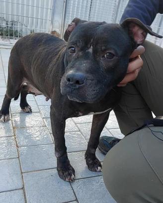 Pitbull in adozione