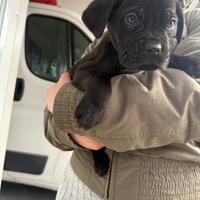 Cuccioli di cane corso