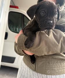 Cuccioli di cane corso