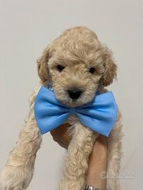 Cuccioli di barboncino