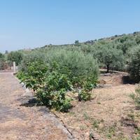 Terreno con fabbricato