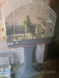 Parrocchietti dal colare