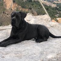 Cane corso