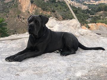 Cane corso