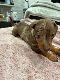 Bassotto arlecchino maschio