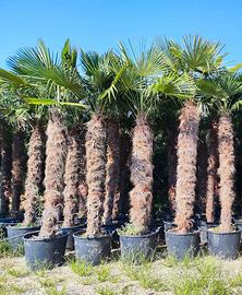 Palma (Chamaerops Excelsa - Trachycarpus Fortunei)
