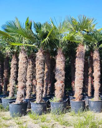 Palma (Chamaerops Excelsa - Trachycarpus Fortunei)