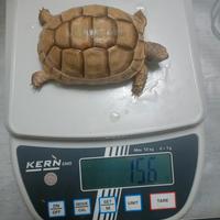 Marginata Albina T+ e portatori