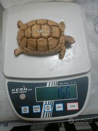 Marginata Albina T+ e portatori