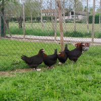 Marans