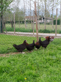 Marans