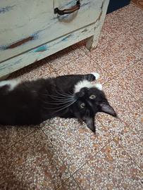 Maine Coon Cucciolo Taglia Grande