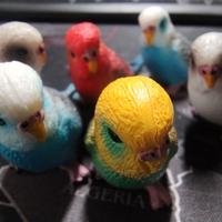 pappagallini di plastica 