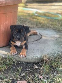 Cuccioli di American Pitbull